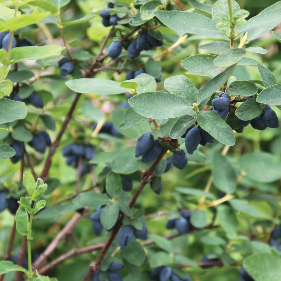 Yezberry Honey Bunch Lonicera heavy berry set on vine